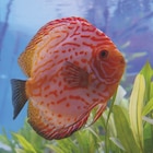 Discus couleurs variées - botanic en promo chez Botanic Discus couleurs variées - botanic dans le catalogue Botanic