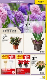 Plante Verte Angebote im Prospekt "Des fêtes magiques !" von Lidl auf Seite 39