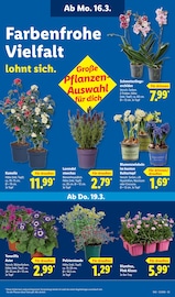 Lavendel im Lidl Prospekt in Mülheim Aktueller Lidl Prospekt mit Lavendel, "LIDL LOHNT SICH", Seite 67