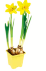 Frühlingsblüher Angebote bei toom Baumarkt Worms für 0,99 €