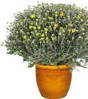 Chrysantheme 'Pistache' im aktuellen Hornbach Prospekt für 7,29 €