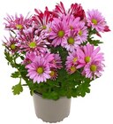 Chrysantheme im Angebot bei REWE in Schwerin Chrysantheme Angebote von REWE Beste Wahl bei REWE Schwerin für 2,79 €