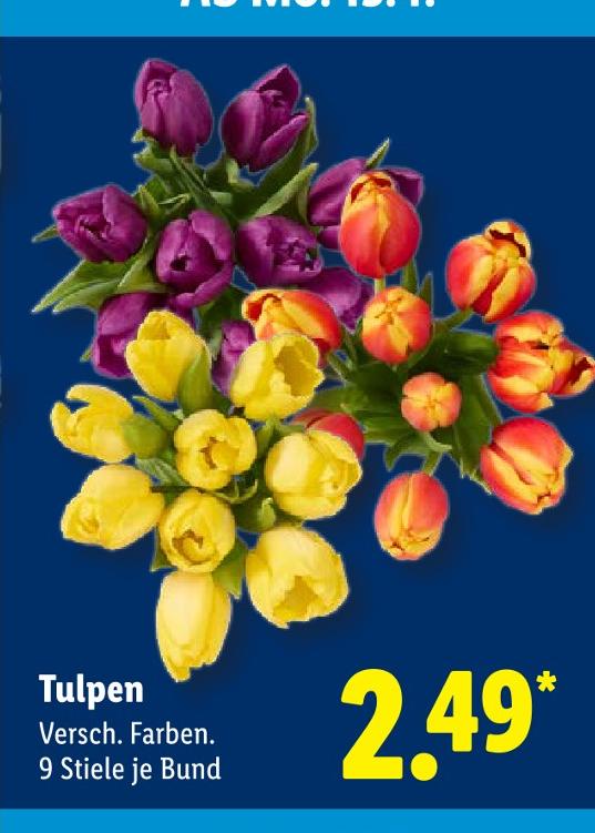 Tulpen
