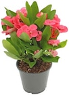 Aktuelle Hortensie Angebote bei nahkauf in Trier Aktuelles Hortensie oder Christusdorn Angebot bei nahkauf in Trier ab 3,79 €