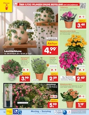 Aktueller Netto Marken-Discount Prospekt mit Blumen, "Aktuelle Angebote", Seite 16