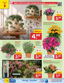 Blumen im Netto Marken-Discount Prospekt "Aktuelle Angebote" mit 70 Seiten (Hamburg)