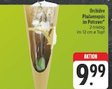 Orchidee Phalaenopsis im Potcover bei EDEKA im Magdala Prospekt für 9,99 €