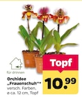 Orchidee „Frauenschuh“ im aktuellen Netto mit dem Scottie Prospekt