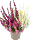 Calluna von Gardenline für 2,29 € bei ALDI Nord im Angebot Calluna von Gardenline im aktuellen ALDI Nord Prospekt