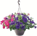 Suspension Fuchsia ou Surfinia ou Géranium lierre double - Colruyt à Besançon Suspension Fuchsia ou Surfinia ou Géranium lierre double en promo chez Colruyt Besançon à 12,99 €