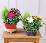 Composition 4 plantes en promo chez Super U Metz à 9,99 €