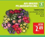 Aktuelle Blumen Angebote bei Marktkauf in Nürnberg Aktuelles Sommerastern Angebot bei Marktkauf in Nürnberg ab 2,49 €