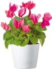 Aktuelle Alpenveilchen Angebote bei BayWa Bau- und Gartenmärkte in Nürnberg Aktuelles Alpenveilchen Angebot bei BayWa Bau- und Gartenmärkte in Nürnberg ab 2,99 €