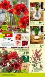 Pflanzen Kölle Gartenpflanzen im Prospekt Pflanzen Kölle Gartenpflanzen im Prospekt