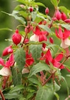 Fuchsie bei Garten-Center Nordharz GmbH & Co. KG im Prospekt "" für 1,99 €