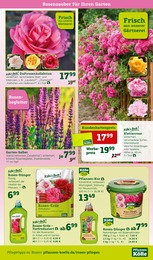 Kräuter Angebot im aktuellen Pflanzen Kölle Prospekt auf Seite 9