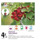 Promo Groseiller 'ribes rubrum' à 4,50 € dans le catalogue E.Leclerc à Marennes