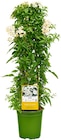 Aktuelles Sommerjasmin Angebot bei REWE in Bonn ab 11,99 €