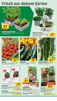 Tomaten im toom Baumarkt Prospekt "Respekt, wer's selber macht." mit 24 Seiten (Krefeld)