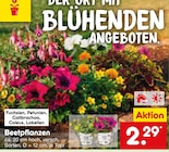 Beetpflanzen Angebote bei Netto Marken-Discount Waiblingen für 2,29 €