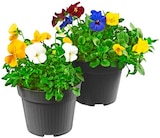 Hornveilchen Trio im Angebot bei REWE in Castrop-Rauxel Hornveilchen Trio Angebote bei REWE Castrop-Rauxel für 1,49 €