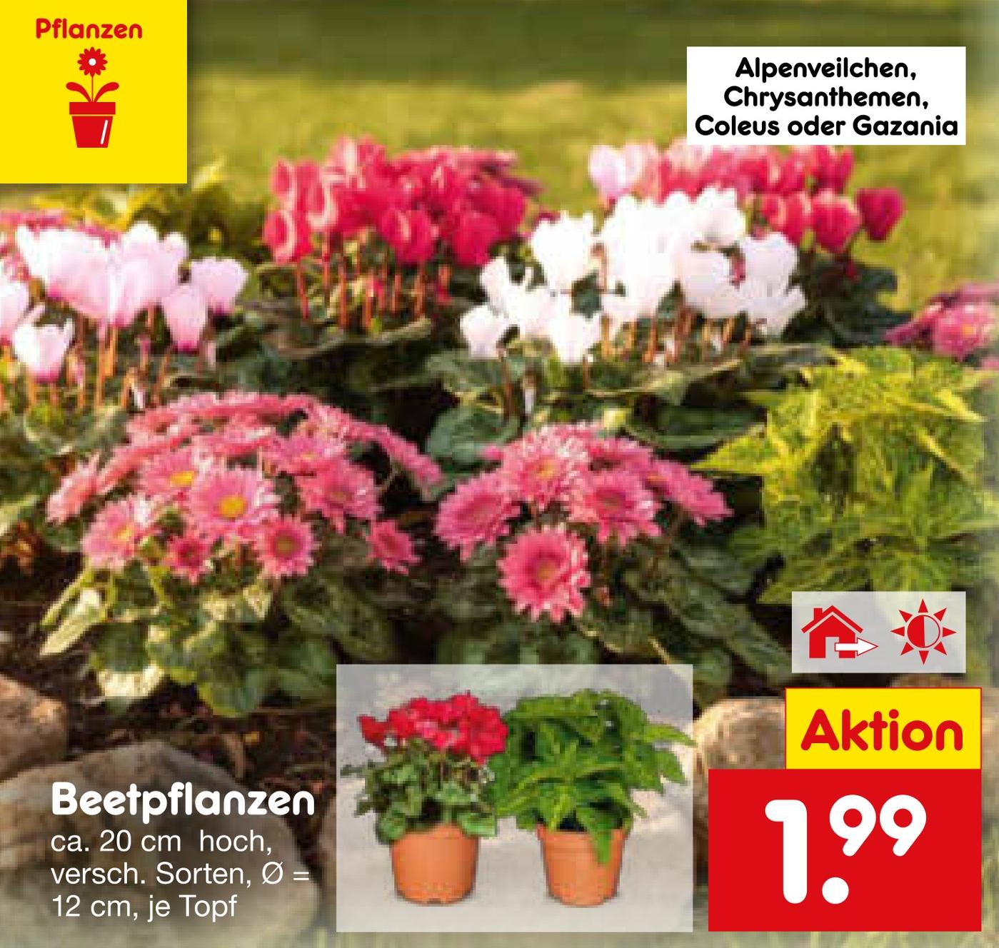Aktuelles Beetpflanzen Angebot bei Netto Marken-Discount in Herne ab 1,99 €