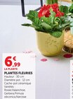 Plantes fleuries en promo chez Super U Grasse à 6,99 €