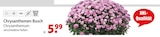 bauSpezi - Chrysanthemen Busch Angebot im Prospekt Chrysanthemen Busch bei bauSpezi im Prospekt "" für 5,99 €