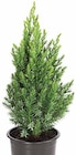 CHINESISCHER WACHOLDER 'STRICTA' im Angebot bei Dehner Garten-Center in Mettmann CHINESISCHER WACHOLDER 'STRICTA' Angebote bei Dehner Garten-Center Mettmann für 2,99 €
