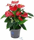 FLAMINGOBLUME (ANTHURIUM) Angebote von GROW BY OBI bei OBI Mönchengladbach für 16,99 €