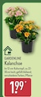 Kalanchoe von GARDENLINE im aktuellen ALDI Nord Prospekt