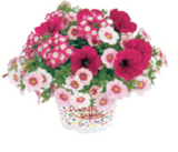 Sommerblumen 'Trio Confetti' bei toom Baumarkt im Nordhorn Prospekt für 3,99 €