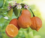 Lime coloris rouge - 2,5 L - AUTRES PRODUCTEURS - Botanic Lime coloris rouge - 2,5 L - AUTRES PRODUCTEURS à 24,99 € dans le catalogue Botanic