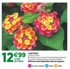 Jardineries du terroir Dole - Promo Lantana Promo Lantana à 12,99 € dans le catalogue Jardineries du terroir à Dole