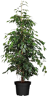Aktuelles Birkenfeige (Ficus Benjamini) Angebot bei Globus-Baumarkt in Düsseldorf ab 19,99 €