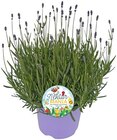 Aktuelles Lavendel Angebot bei REWE in Bielefeld ab 5,79 €