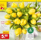 Großbund Tulpen im aktuellen Netto Marken-Discount Prospekt für 5,55 €