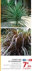 Promo Cordyline et Phormium à 7,90 € dans le catalogue Hyper U à Anduze