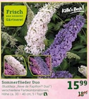 Angebot im Pflanzen Kölle Hamburg Prospekt Pflanzen Kölle Hamburg Prospekt mit im Angebot für 15,99 €