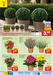 Blumen im Netto Marken-Discount Prospekt in Gera Aktueller Netto Marken-Discount Prospekt mit Blumen, "Aktuelle Angebote", Seite 4