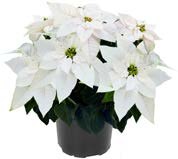 Herbststern (Euphorbia pulcherrima) bei ALDI Nord in Hagen Herbststern (Euphorbia pulcherrima) im Angebot bei ALDI Nord Hagen für 1,79 €