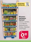 Blumenzwiebeln Herbst Angebote bei Netto mit dem Scottie Greifswald für 0,99 €