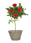 Hagebaumarkt Waldkirchen - Rosen-Stamm Angebot im Prospekt Rosen-Stamm bei Hagebaumarkt im Waldkirchen Prospekt für 12,99 €