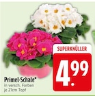 Primel-Schale Angebote bei EDEKA Ravensburg für 4,99 €