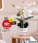 Orchidée Mick à 19,99 € dans le catalogue Maxi Bazar