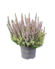 Lidl Quickborn - Calluna Colour Crown Angebot im Prospekt Calluna Colour Crown bei Lidl im Quickborn Prospekt für 2,99 €
