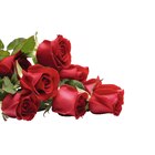 Bouquet De 7 Roses Très Gros Boutons en promo chez Auchan Hypermarché Metz à 5,99 €