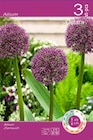 Alium-Blumenzwiebeln im Angebot bei Thomas Philipps in Albstadt Alium-Blumenzwiebeln Angebote bei Thomas Philipps Albstadt für 2,59 €