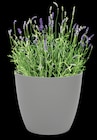 Thomas Philipps Bühl - Lavendel Angebot im Prospekt Lavendel bei Thomas Philipps im Bühl Prospekt für 1,99 €