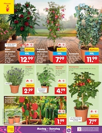 Bäume Angebot im aktuellen Netto Marken-Discount Prospekt auf Seite 10